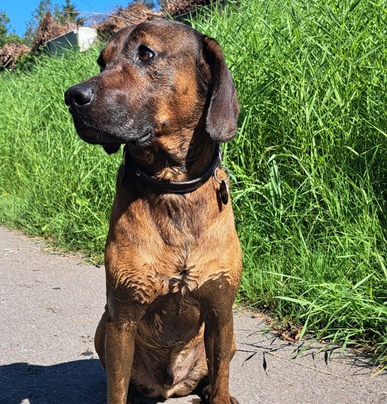 Max, Testhund von Nuzzora