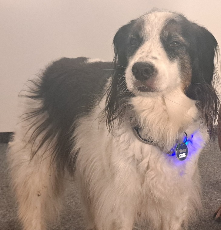 Nina, Testhund von Nuzzora